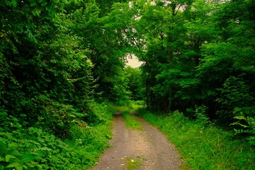 林の小道