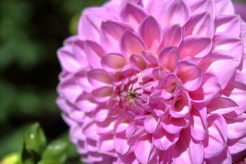 close up of a pink dahlia