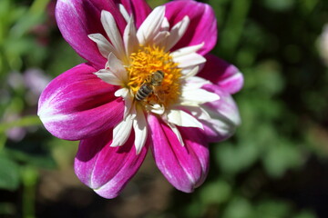 bee on pink flower