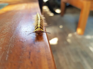 Focus On a Hairy Caterpillar