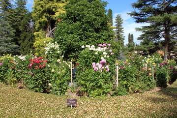 garden with flowers in adelaide botanic garden
