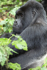 A Silverback Gorilla (Gorilla beringei beringei) - Rwanda	