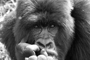 A Black and White Image of a Silverback Gorilla (Gorilla beringei beringei) - Rwanda