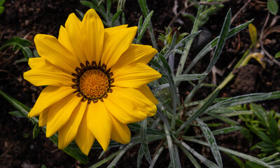 Close-up photo of a beautiful yellow garden flower Gazania Gazania linearis in a flower bed in the Park.Space for your text