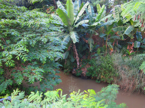 Beautiful of nature landscape. A creek with various types of green trees on both sides.