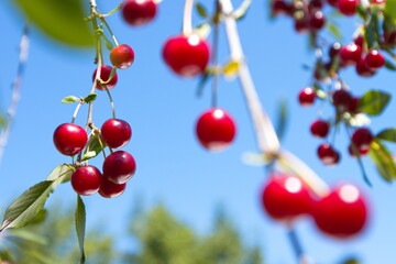 Branch with cherries close-up in sunny cloudless weather.