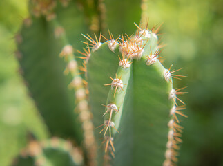 Green succulents or cactus for for decoration. Selective focus.