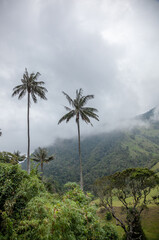 Fototapeta na wymiar Colombian wax palm trees in Cocora Valley