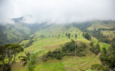 Colombian Valle de Cocora with fog