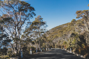 beautiful road surrounded by tall eucalyptus gum tree while driving up Mount Wellington Kunanyi in Tasmania