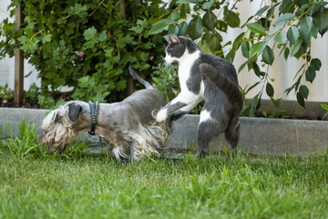Naklejka na ściany i meble The Cesky Terrier and cat