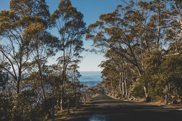 beautiful road surrounded by tall eucalyptus gum tree while driving up Mount Wellington Kunanyi in Tasmania
