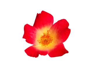 Single red rose flower isolated on white, Rosa rubiginosa