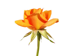 Single orange yellow rose flower isolated on white