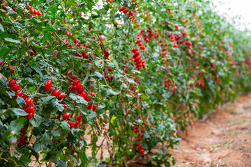 Fototapeta na wymiar Ripe red cherry tomatoes grow on branches in farm greenhouse