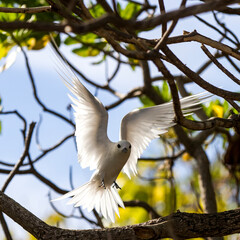 Library white turn in the tree, bird in flight