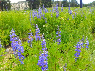 Lupine wildflowers at Albion Basin near Salt Lake City, Utah