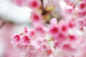 Cherry Blossom (Sakura) macro photography with blur background in Taipei, Taiwan.