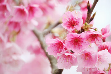 Cherry Blossom (Sakura) macro photography with blur background in Taipei, Taiwan.