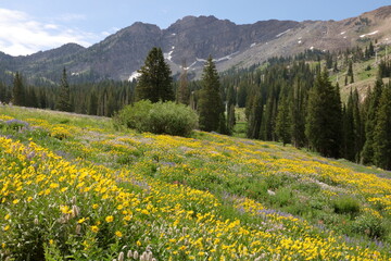Sunflowers bloom in the valley below Devil's Castle near Alta, Utah