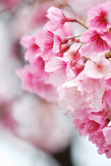 Cherry Blossom (Sakura) macro photography with blur background in Taipei, Taiwan.