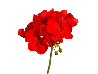 Single red flowers of garden geranium isolated on white  - obrazy, fototapety, plakaty