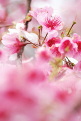 Fototapeta na wymiar Cherry Blossom (Sakura) macro photography with blur background in Taipei, Taiwan.