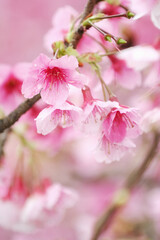 Cherry Blossom (Sakura) macro photography with blur background in Taipei, Taiwan.