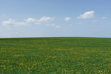 Sunny meadow with dandelion in bloom