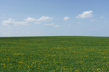 Fototapeta premium Sunny meadow with dandelion in bloom