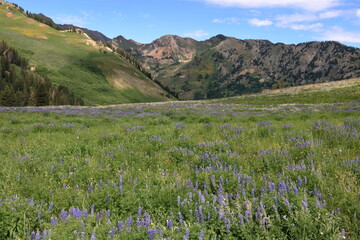 Rocky Mountain Bee Flowers in the Wasatch Range, Utah