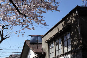 街並みと桜