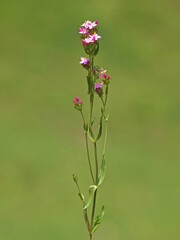Common Centaury, pink grassland flower, Centaurium erythraea, 