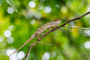 small lizard panther chameleon (Furcifer pardalis) on small branch in rainforest at natural habitat Masoala national park forest, Madagascar wildlife, Africa