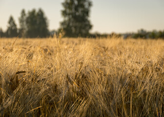 cereal field texture, grain ears, summer