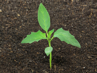 Young plant of Jimson Weed, Datura stramonium, in soil