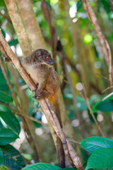 female of white-headed lemur (Eulemur albifrons) on branch in Madagascar rainforest. Masoala forest reserve. Madagascar wildlife and wilderness
