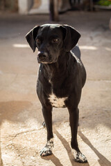 black labrador puppy