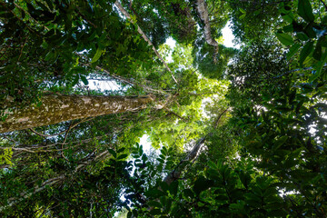 Fototapeta premium tree top in rainforest jungle,Masoala National Park in Madagascar, a UNESCO world heritage site, woodland with tropical climate, Africa Madagascar wilderness