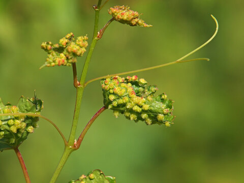 Leaf of grapevines with galls of Grape phylloxera, Daktulosphaira vitifoliae