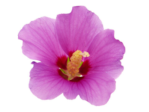 Purple pink hibiscus flower isolated on white background	