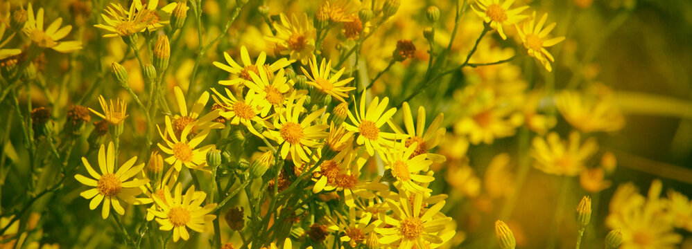 Yellow flowers of ragwort, panoramic view, Jacobaea vulgaris. Floral header