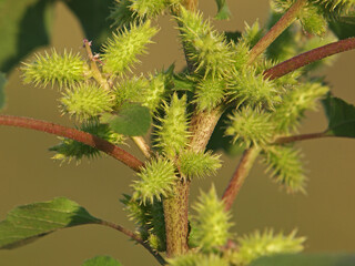 Fototapeta premium Rough cocklebur spiny seeds close up, Xanthium strumarium