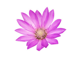 Purple flower of annual everlasting or immortelle, isolated on white, Xeranthemum annuum