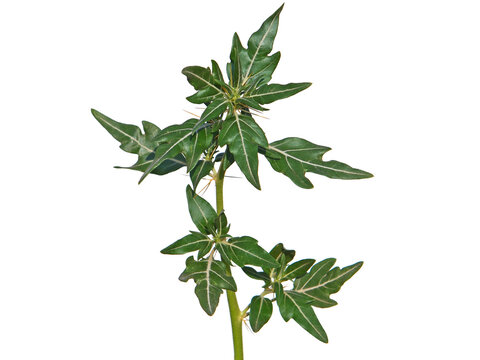 Spiny cocklebur plant isolated on white, Xanthium spinosum

