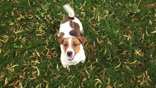 Happy terrier puppy outdoors