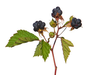 Branch of European dewberry with ripe fruit isolated on white, Rubus caesius
 - obrazy, fototapety, plakaty