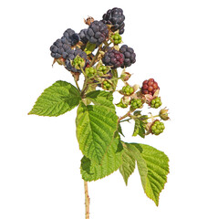 Branch of European dewberry with ripe fruit isolated on white, Rubus caesius