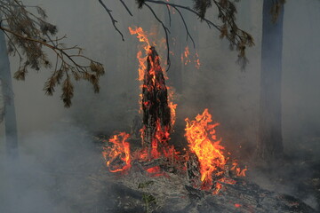 A large area of ​​the forest is on fire. Volunteer firefighters extinguish fires