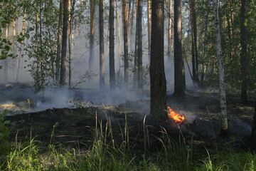 A large area of ​​the forest is on fire. Volunteer firefighters extinguish fires